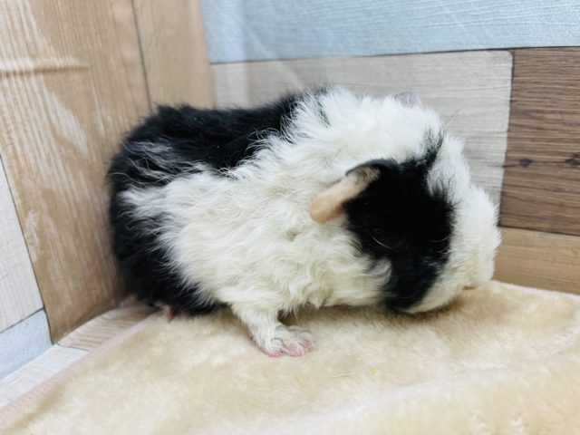 テッセルモルモット