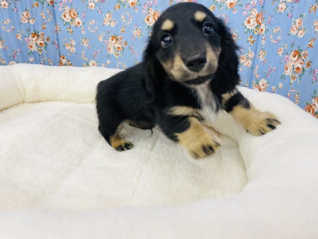 ミニチュアダックス