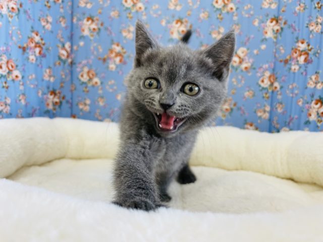 ブリティッシュショートヘア