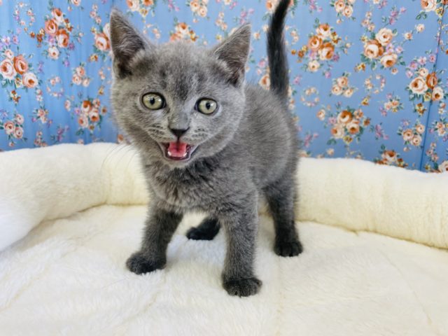 ブリティッシュショートヘア