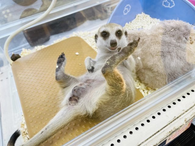 ミーアキャット