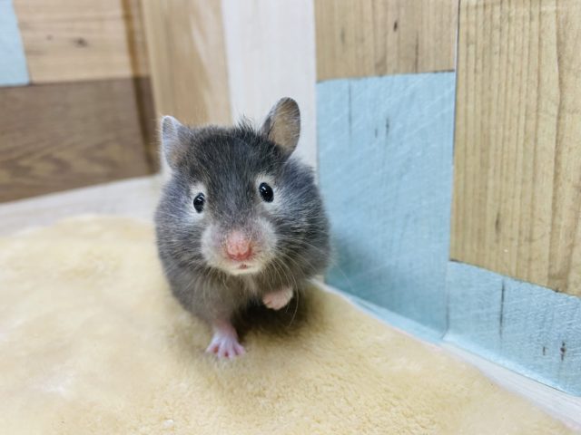 ゴールデンハムスター