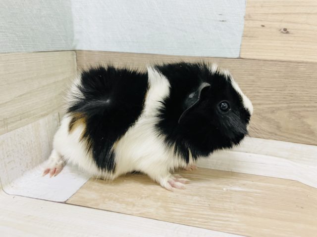 アビシニアンモルモット