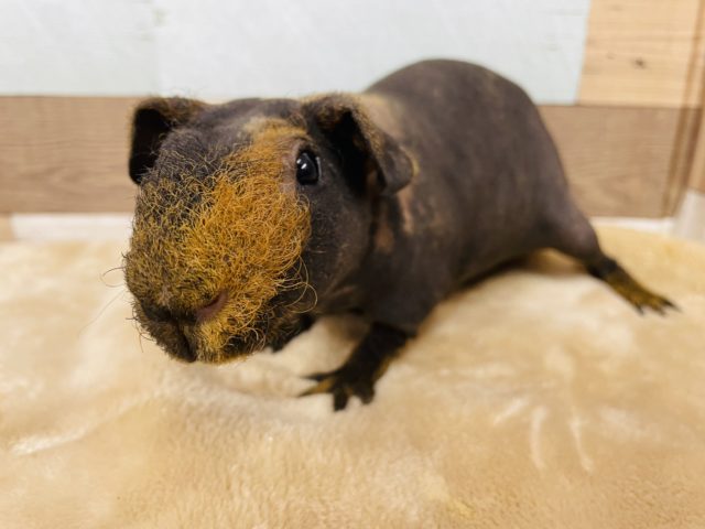 スキニーギニアピッグ