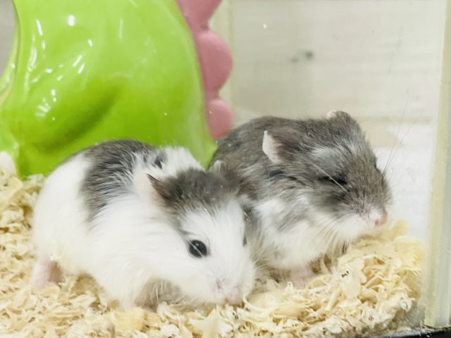  ロボロフスキーハムスター