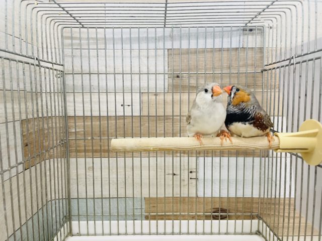 なかなか入舎が少ないです!ジャンボキンカチョウペア! ジャンボキンカチョウ