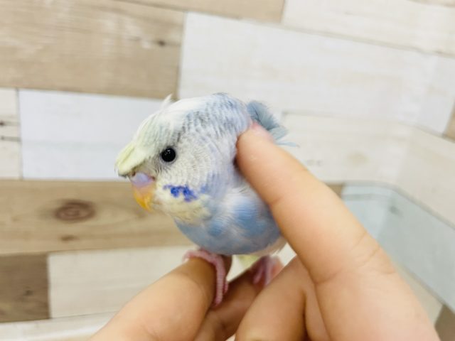 羽衣セキセイインコ
