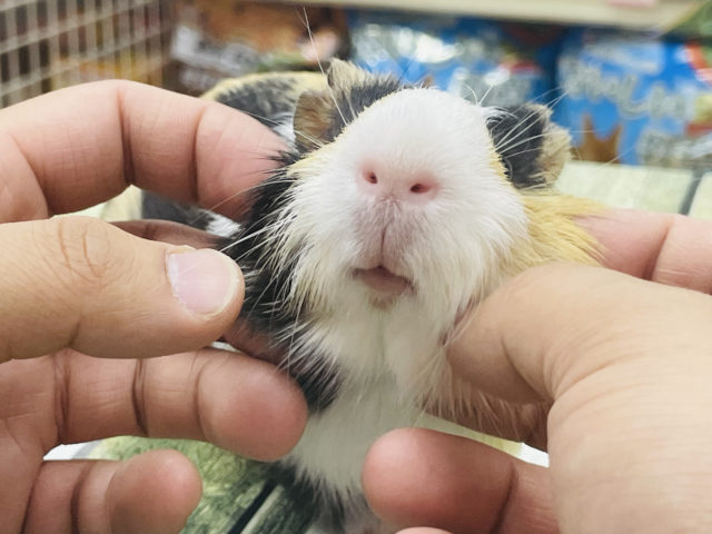 イングリッシュモルモット