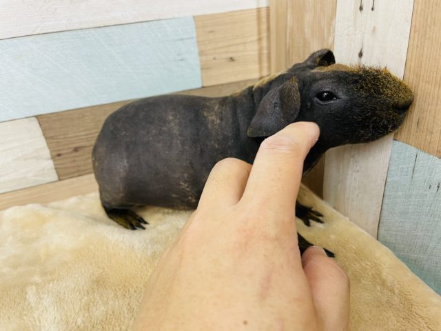 スキニーギニアピッグ