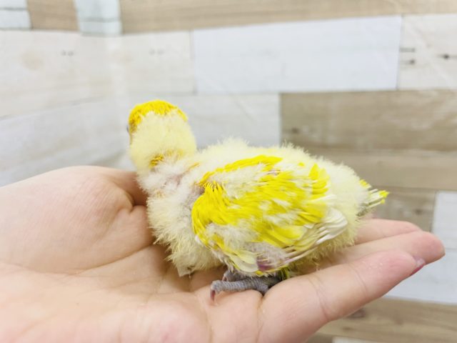 ヤマブキボタンインコ