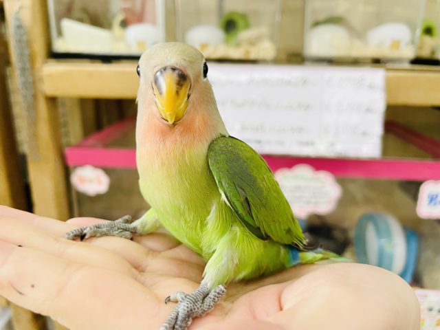 コザクラインコ（小桜インコ）