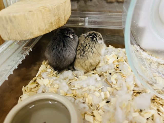  ロボロフスキーハムスター