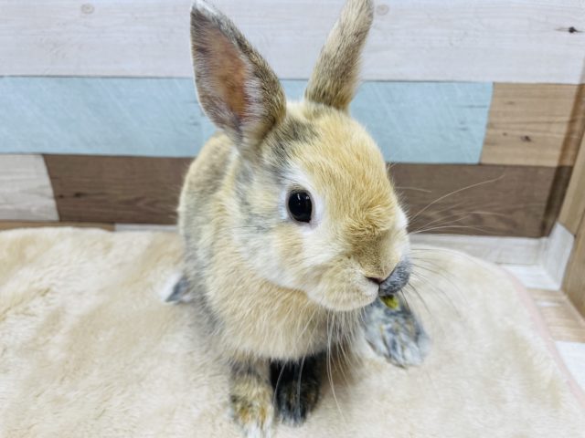 ネザーランドドワーフ