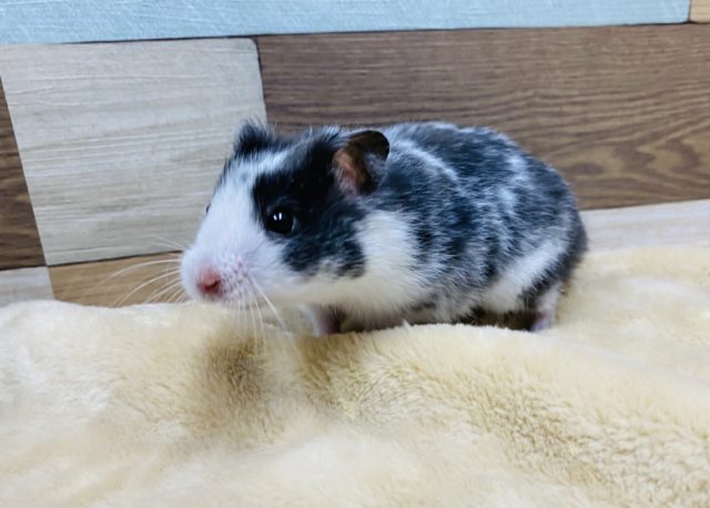 ゴールデンハムスター