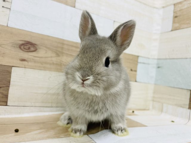 ネザーランドドワーフ