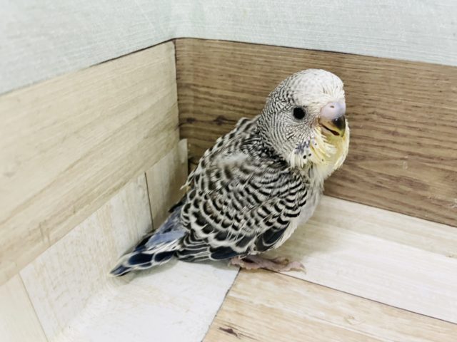 ジャンボセキセイインコ