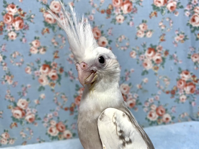 オカメインコ