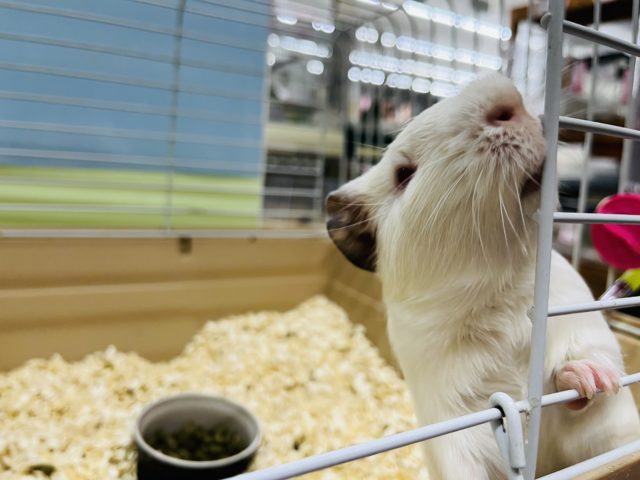 イングリッシュモルモット