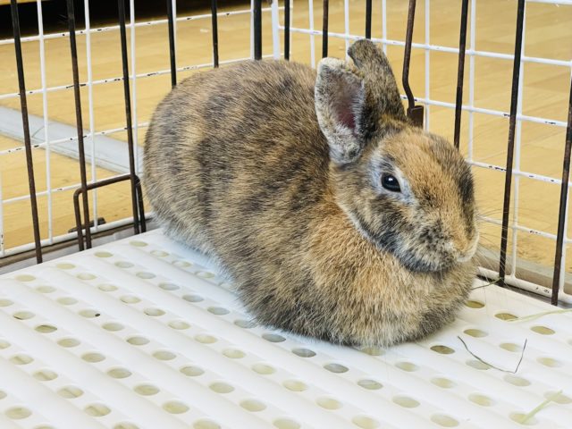 ネザーランドドワーフ