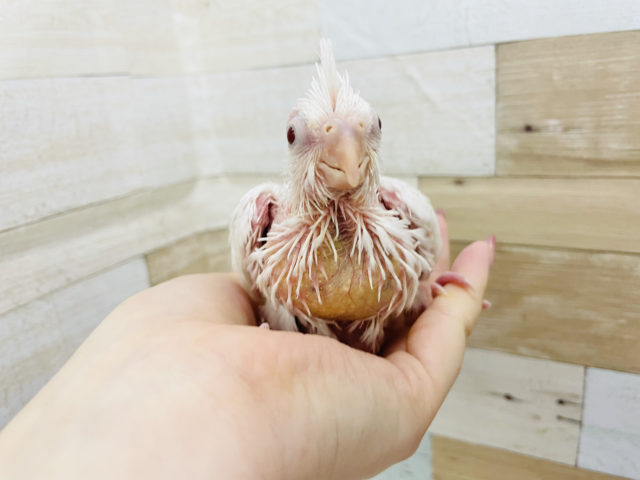 オカメインコ