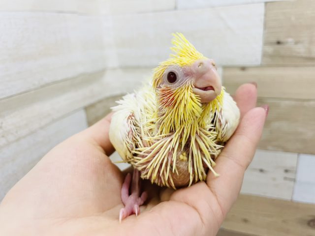 オカメインコ