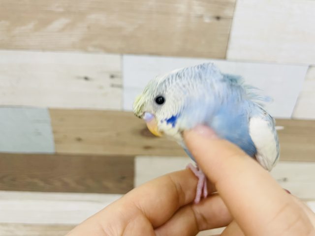 羽衣セキセイインコ