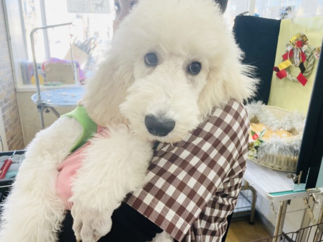 スタンダードプードル