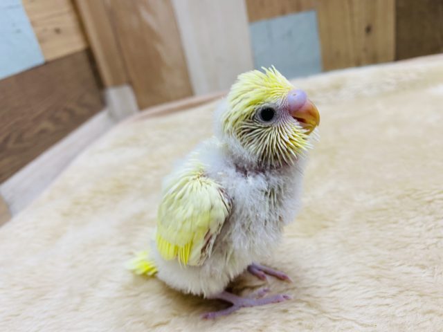 セキセイインコ