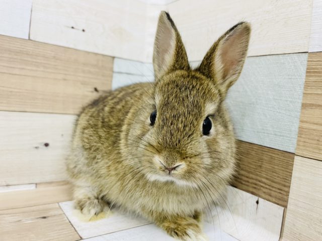 ネザーランドドワーフ