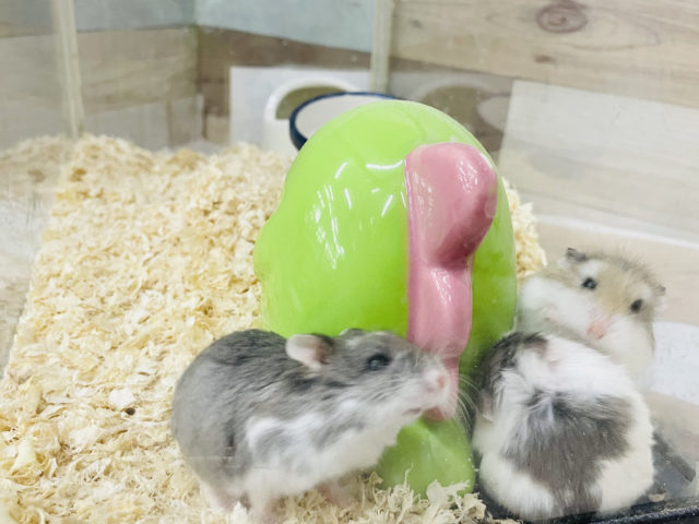  ロボロフスキーハムスター