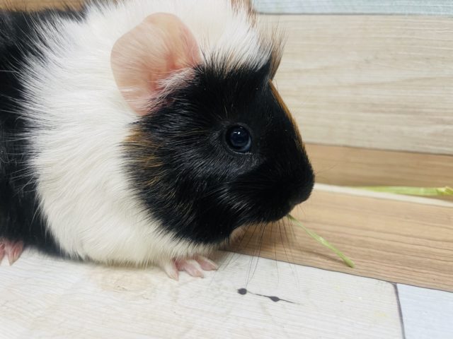 アビシニアンモルモット