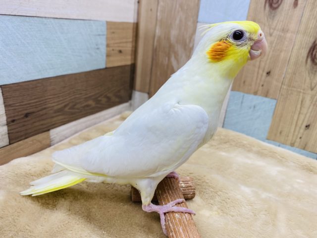 オカメインコ