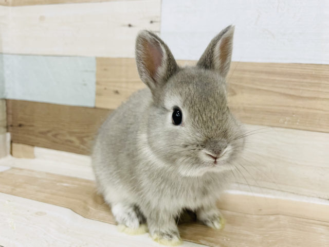 ネザーランドドワーフ