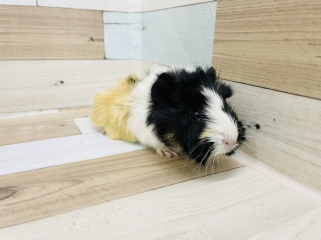 アビシニアンモルモット