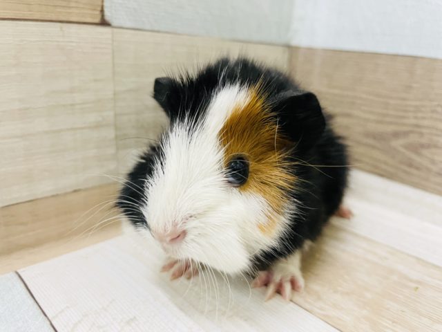 アビシニアンモルモット