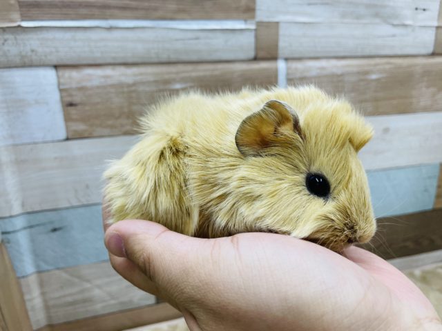 アビシニアンモルモット