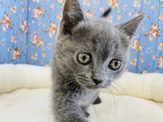 ブリティッシュショートヘア