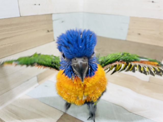 アカエリゴシキセイガイインコ