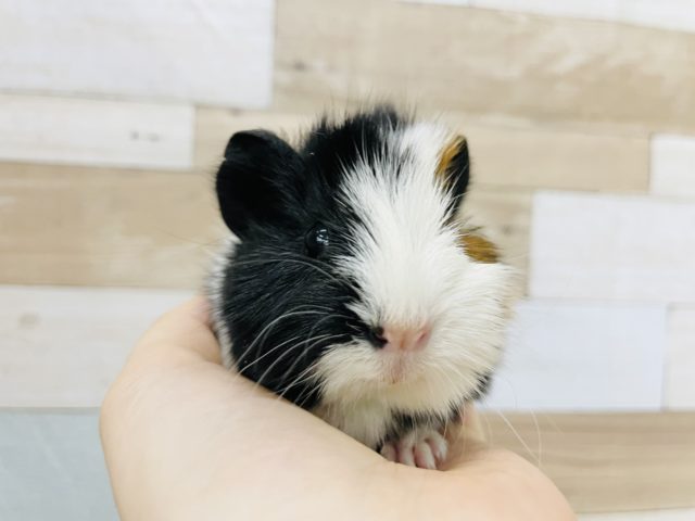 アビシニアンモルモット