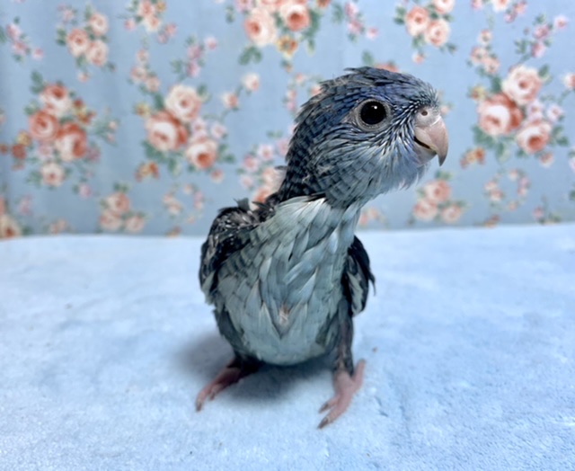 サザナミインコ