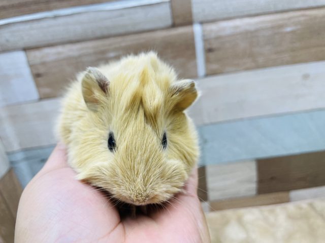 アビシニアンモルモット