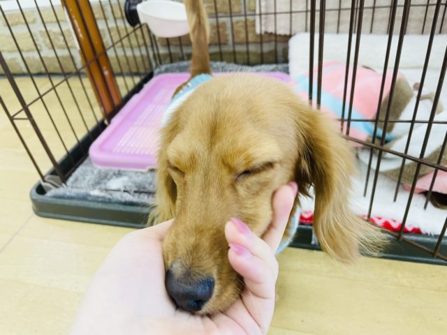 ミニチュアダックス