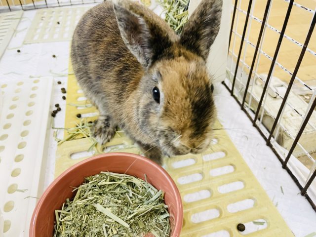 ネザーランドドワーフ