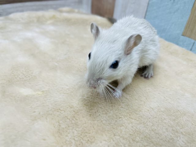 カラージャービル（スナネズミ）