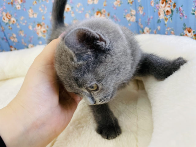 ブリティッシュショートヘア