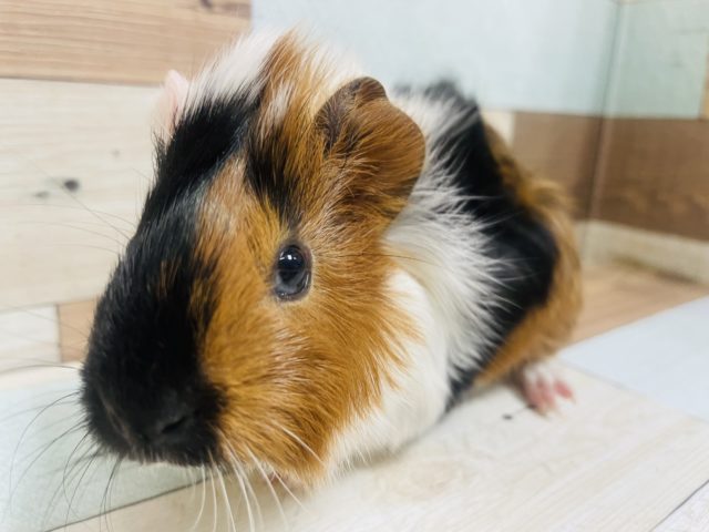 アビシニアンモルモット