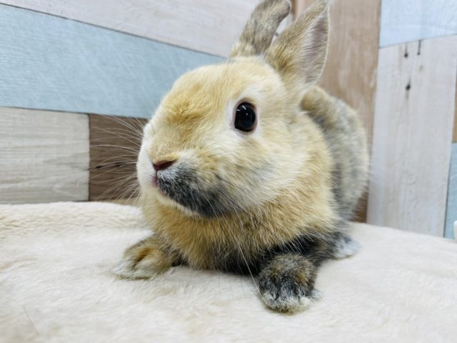 ネザーランドドワーフ