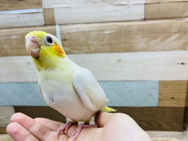 オカメインコ