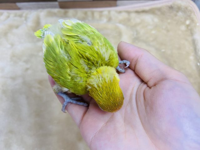 ヤマブキボタンインコ