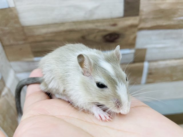 カラージャービル（スナネズミ）